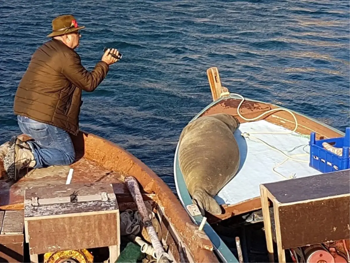 Akdeniz Foku Karaburun Limanını Mesken Tuttu