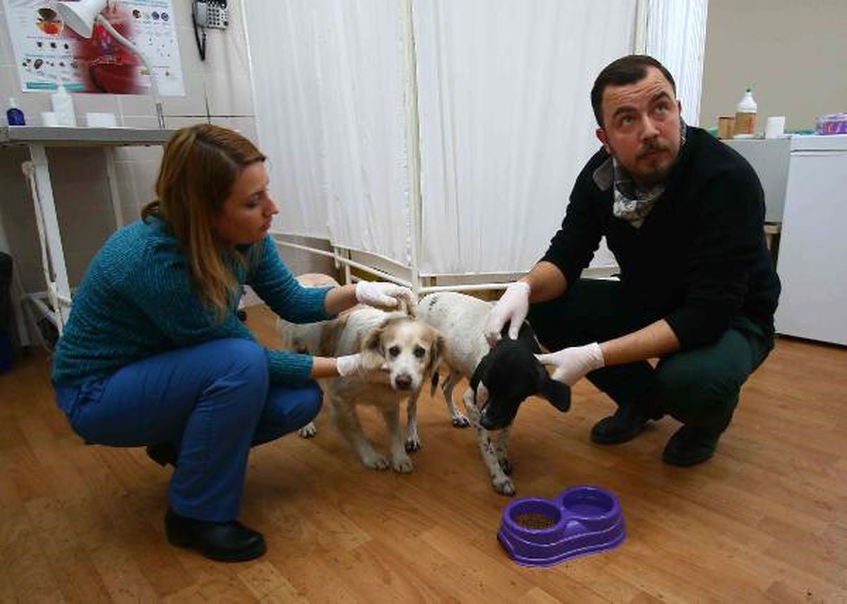 Dükkanda Kapalı Kalan Köpekler Kurtarıldı