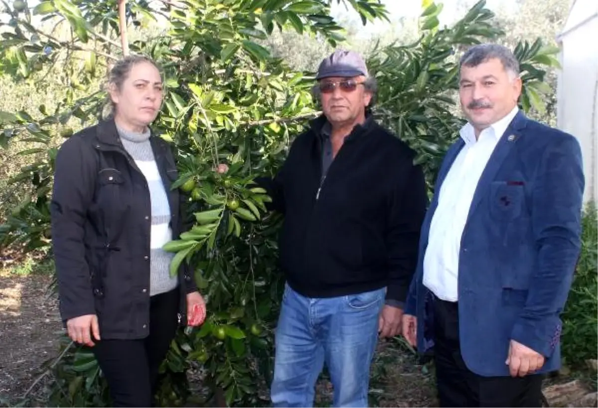 Gazipaşa\'da Tropikal Bahçede \'Çikolata Meyvesi\'