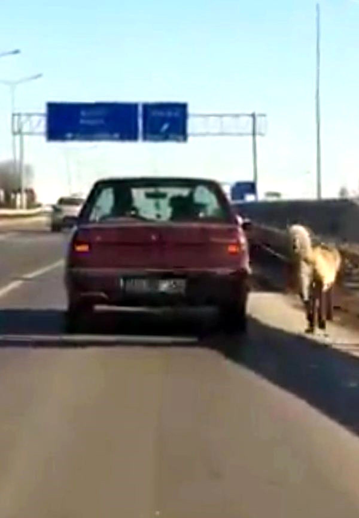 İşkenceye Maruz Kalan Köpek Kurtuldu