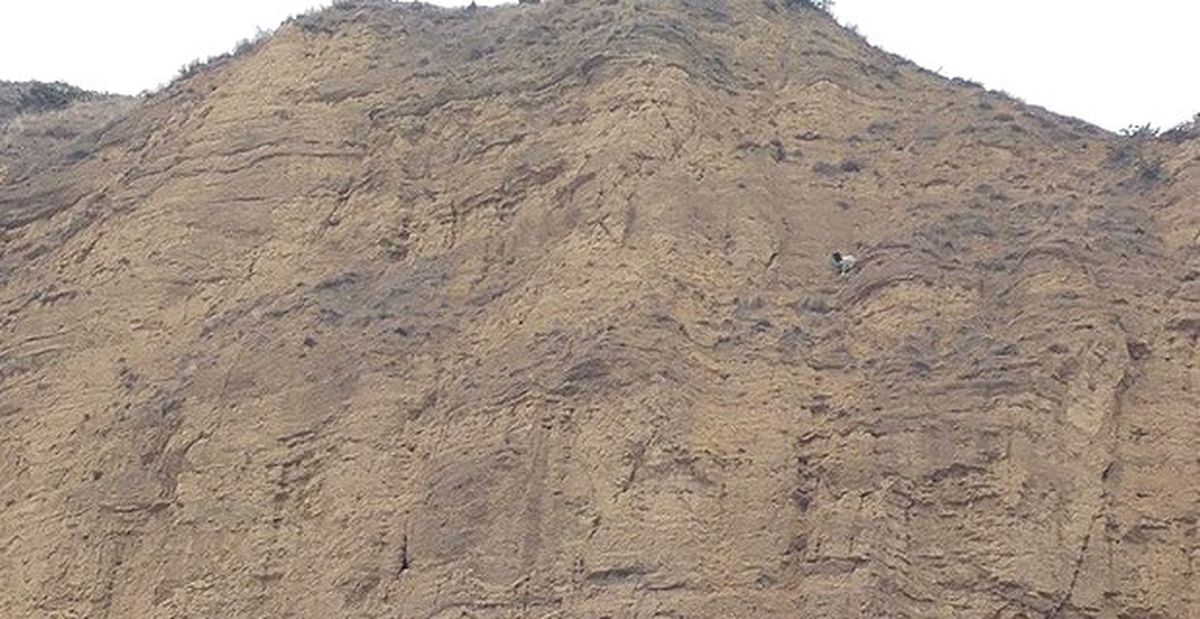 Tosya\'da İtfaiyeden Keçi Kurtarma Operasyonu