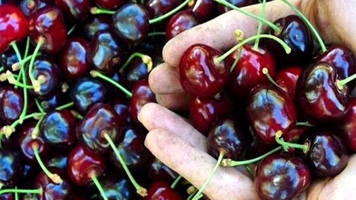 Üzüm ve Kirazda İhracatı Artırma Çabaları