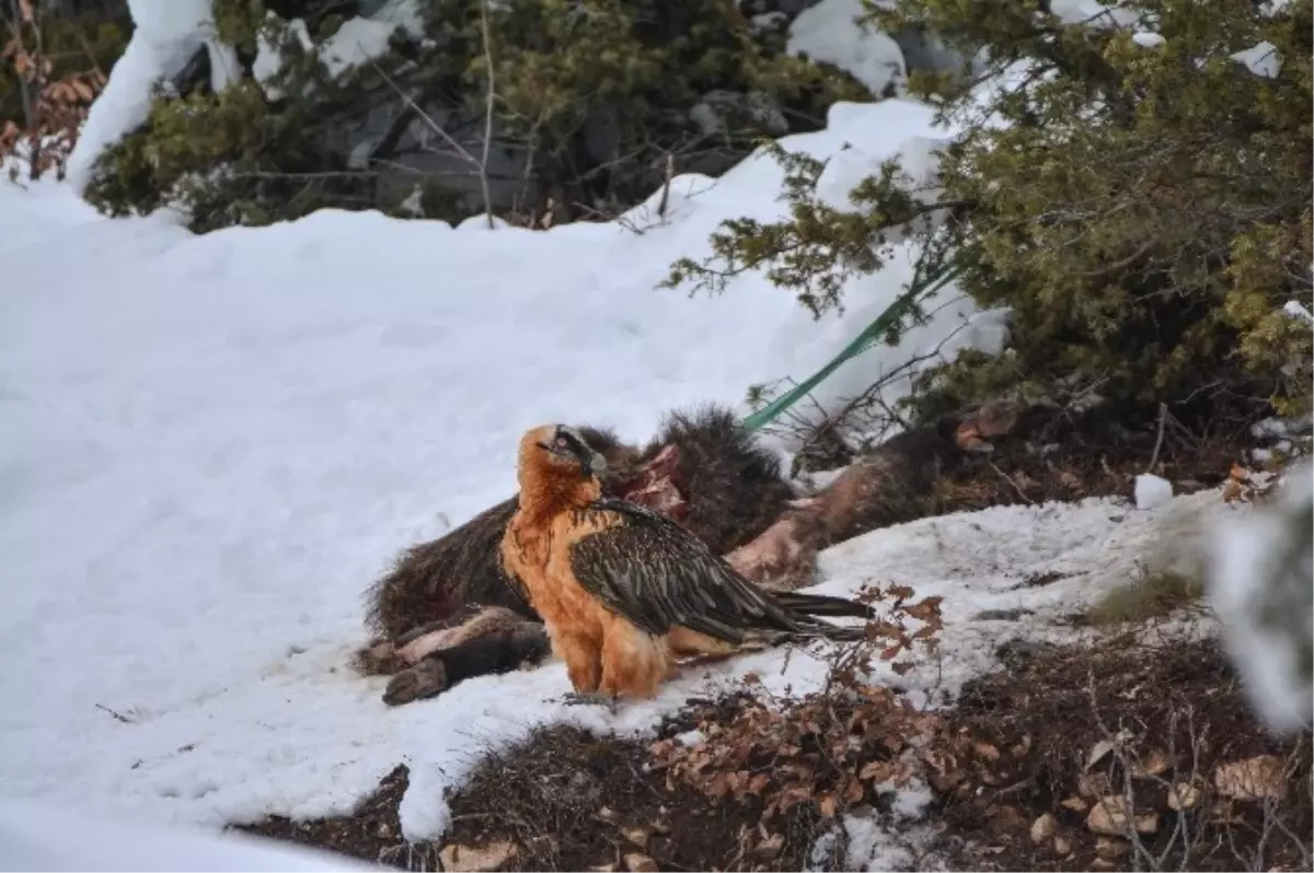 Artvin\'de Sakallı Akbaba Fotokapana Yakalandı