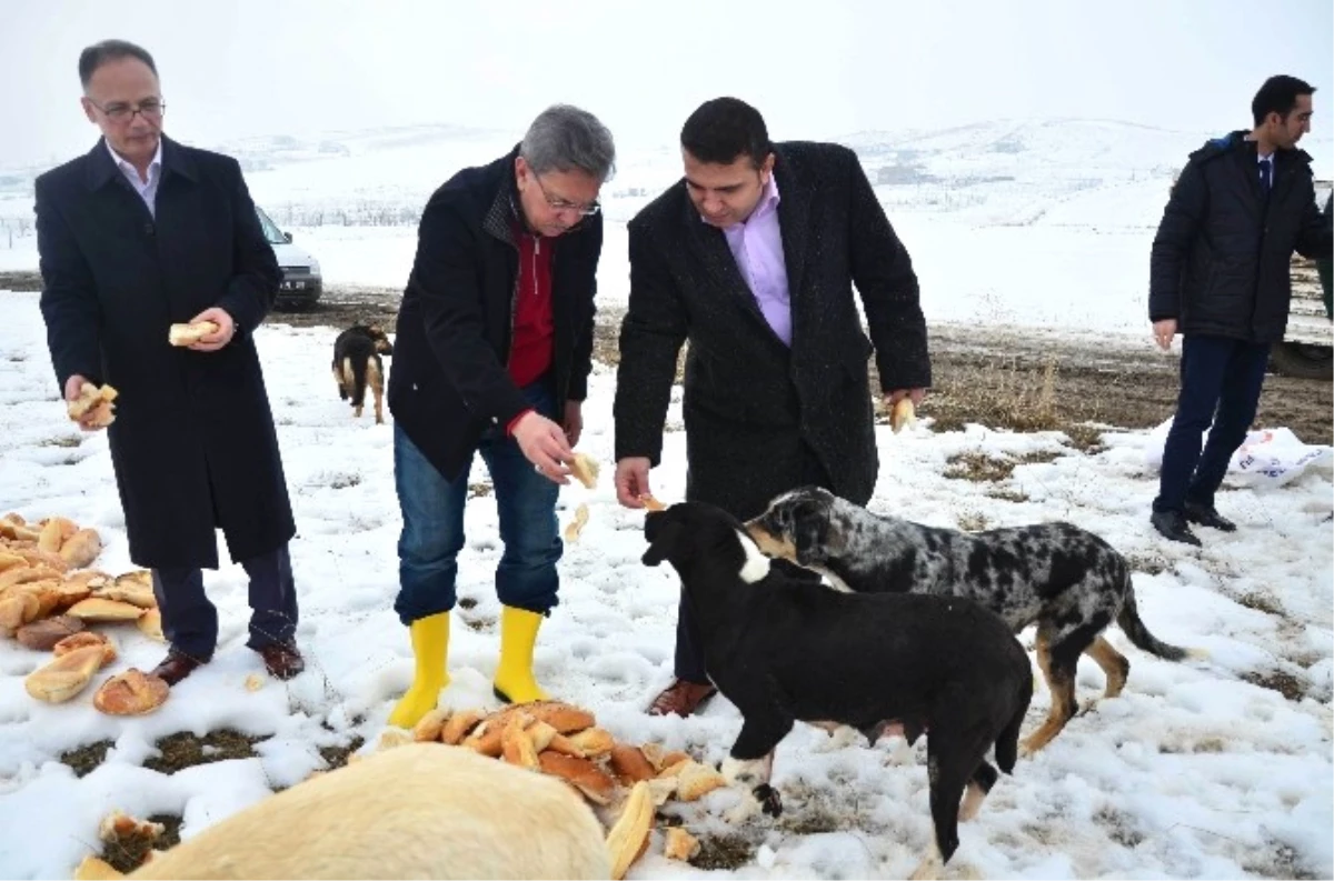 Başkan Çetin, Sokak Hayvanlarını Elleriyle Besledi