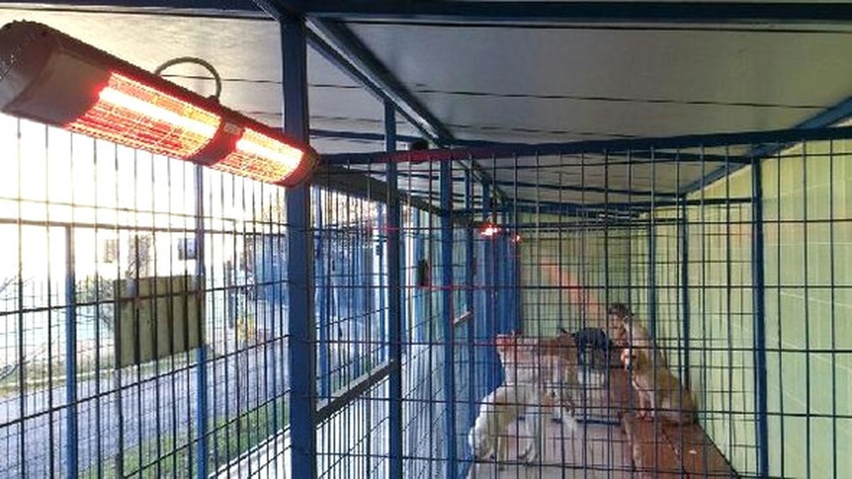 Belediyeden Sokak Hayvanlarına "Isıtıcı" Hizmeti