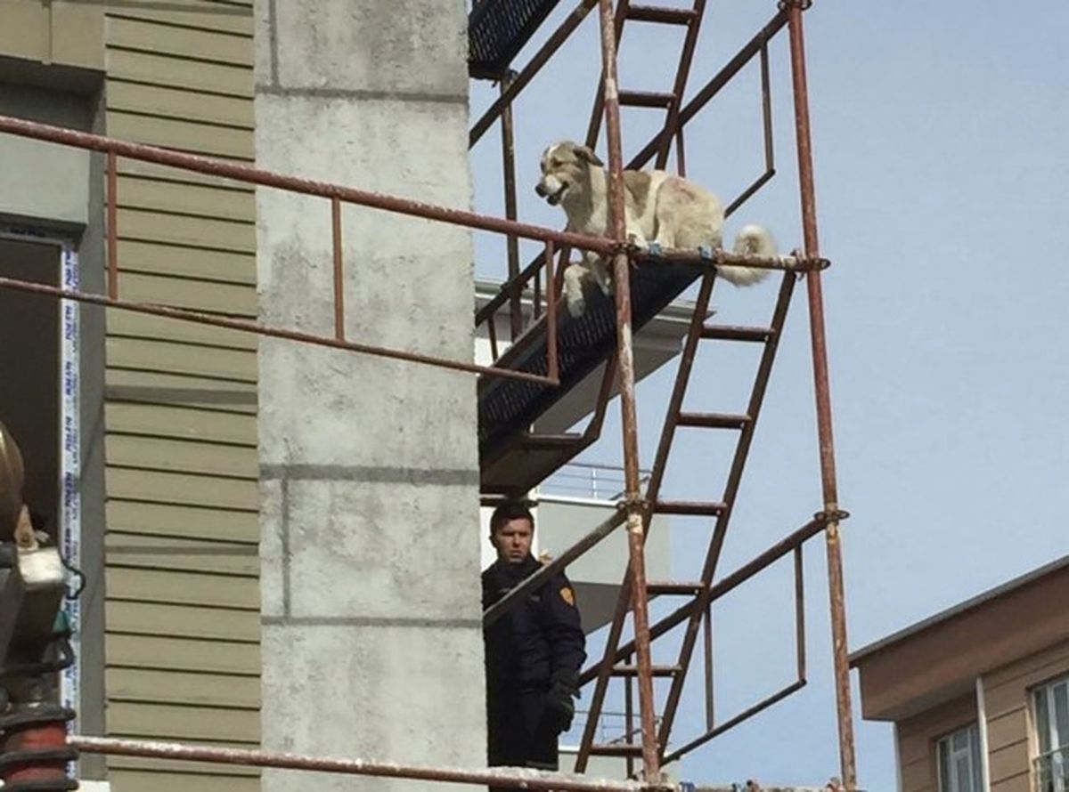 İnşaat İskelesinde Mahsur Kalan Köpeği İtfaiye Kurtardı