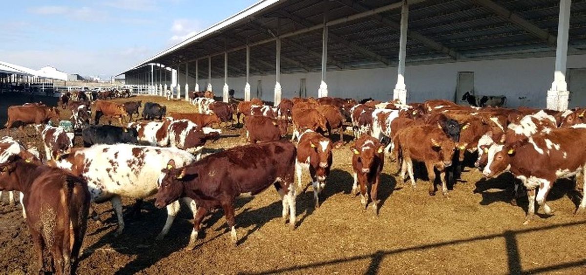 Kayseri Şeker Üstün Süt Irkı \'Avrupa Kırmızısı\' Sığırları İthal Etti