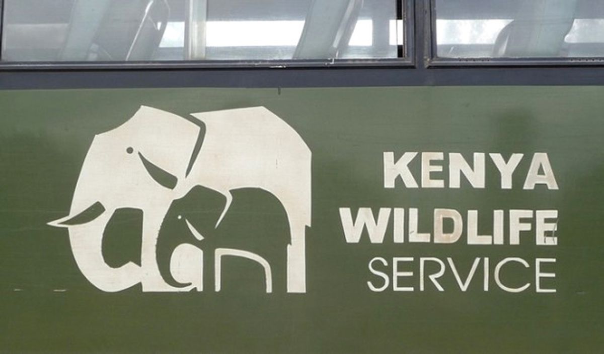 Kenya Yurt Dışına Yılan Satışını Yasakladı