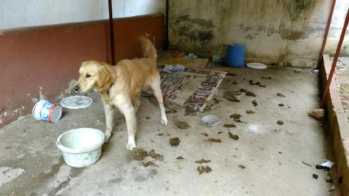 Kötü Şartlardaki Köpeğin Fotoğrafını Çekerken Tartaklandı