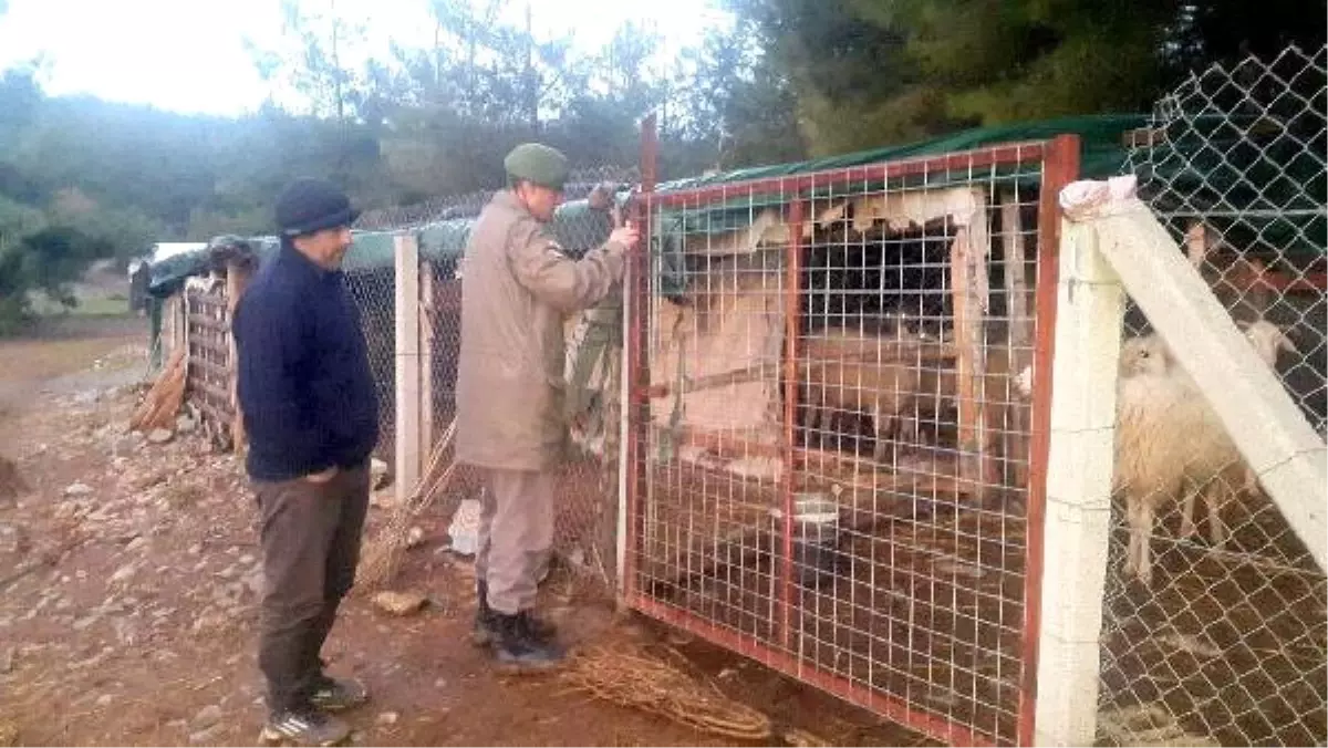 Koyunları Çalanlar Jandarmadan Kaçamadı