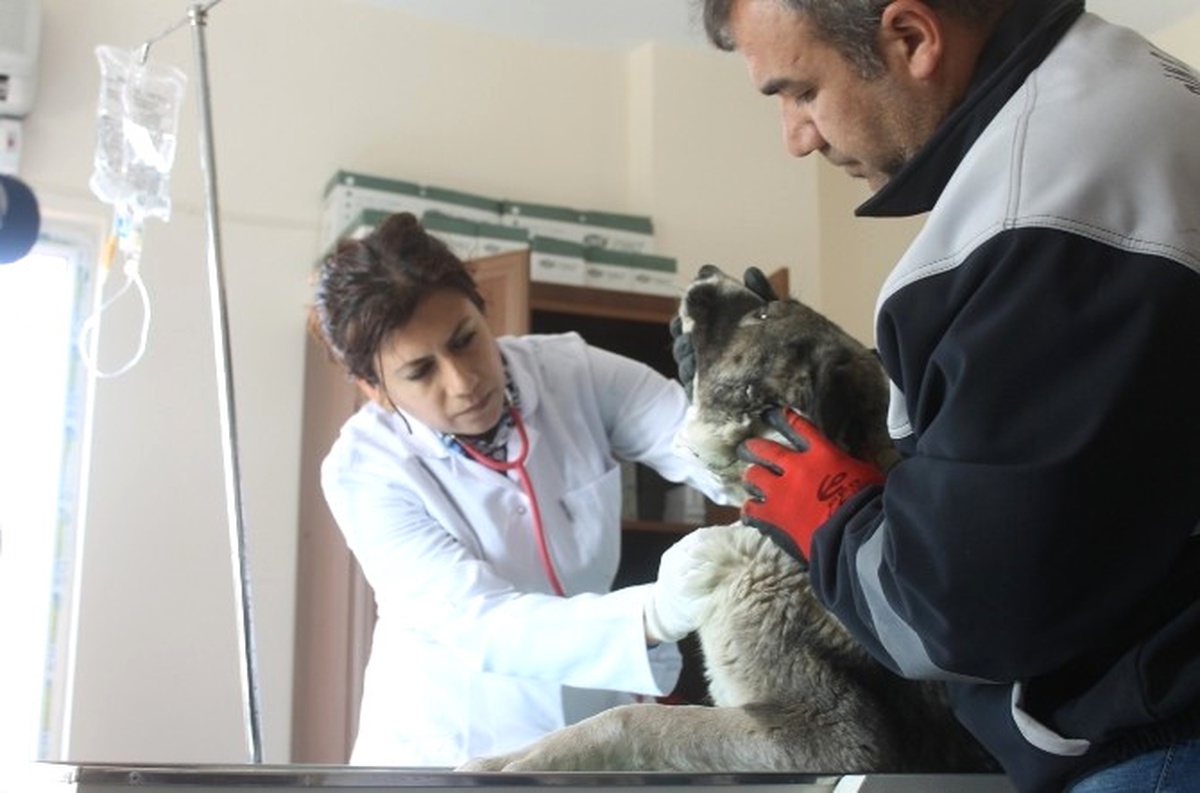 Mardin\'de Sokak Hayvanları Rehabilitasyon Merkezi Yenilendi