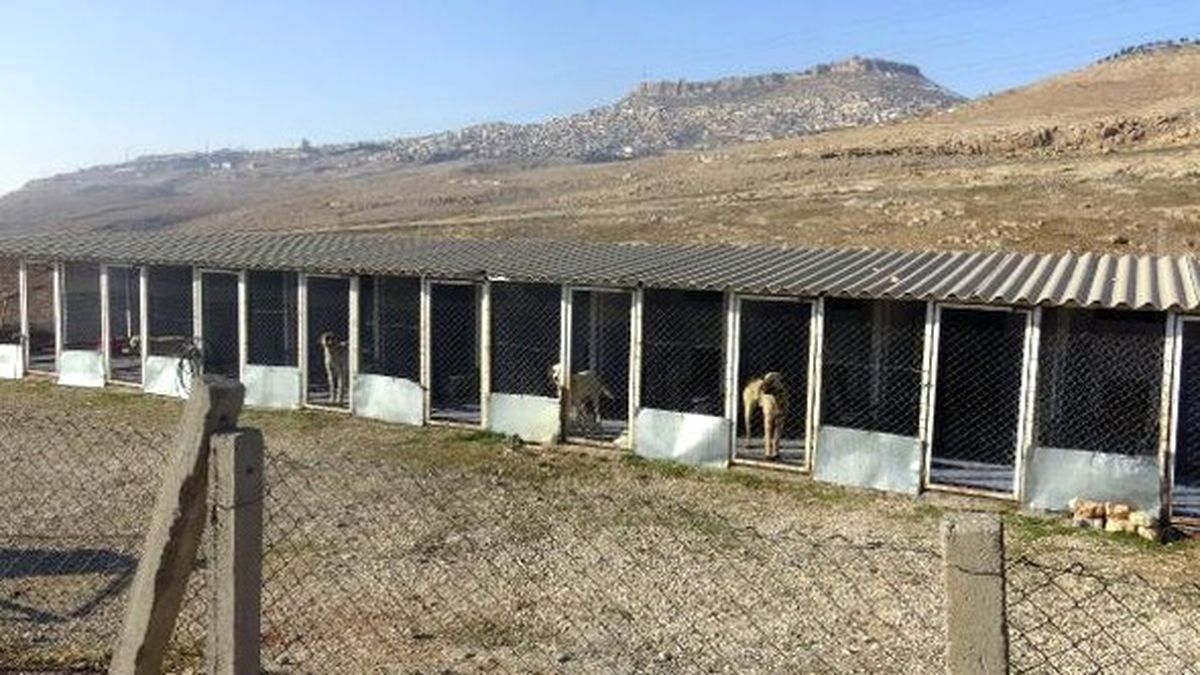 Mardin\'deki Hayvan Barınağının Eksiklikleri Giderildi