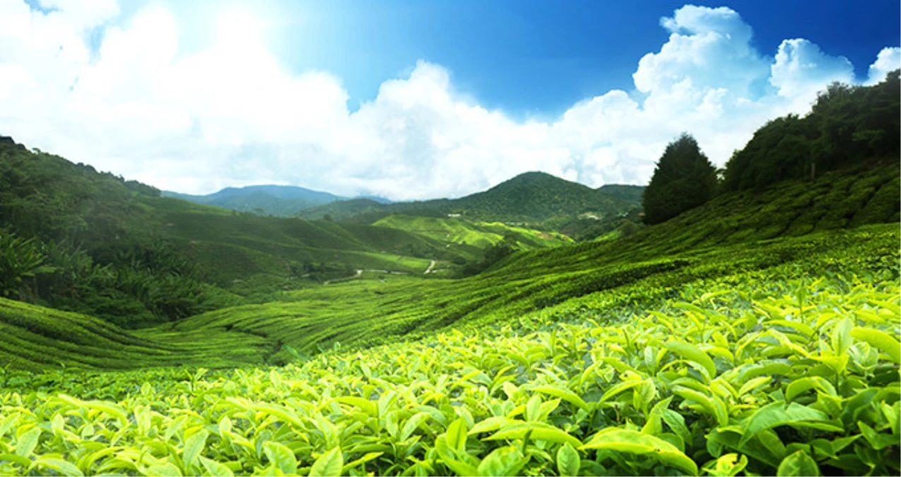 Dünyada Organik Çay Üreten Tek Ülke Olacağız