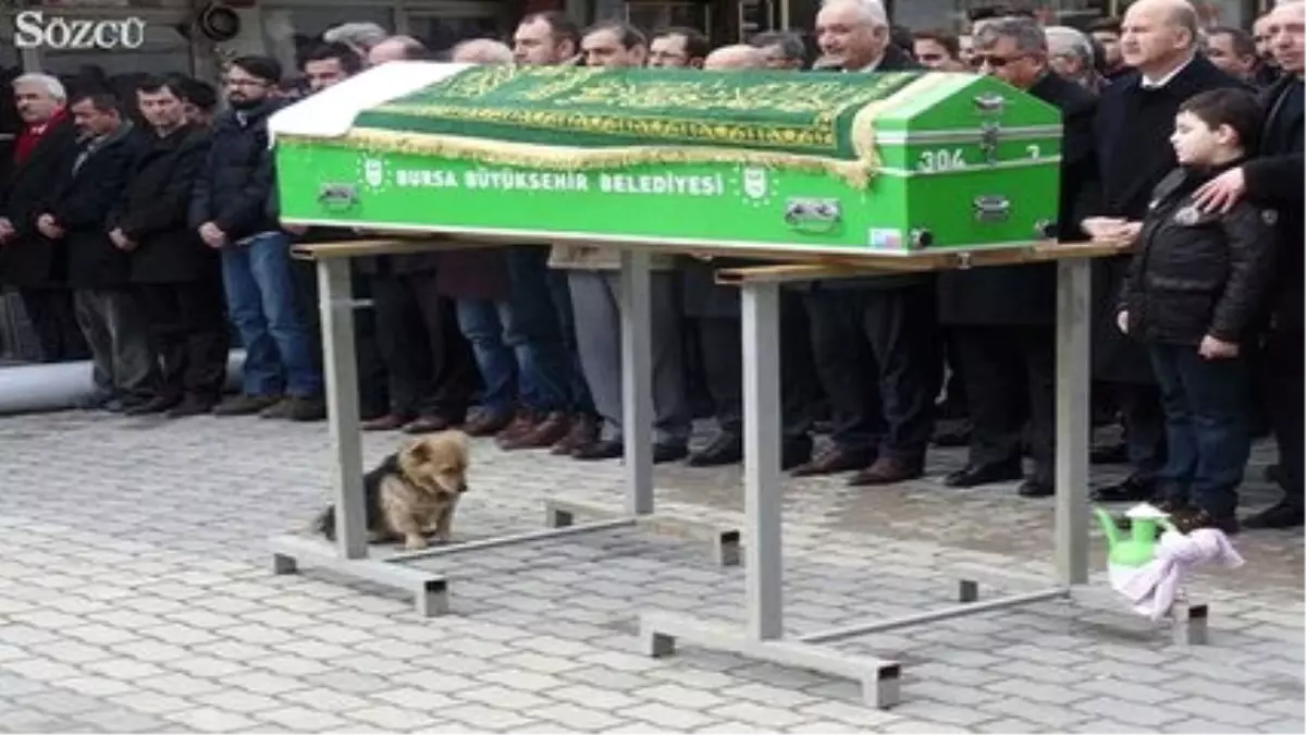 Ölen Sahibini Her Gün Ziyaret Eden Sadık Dost