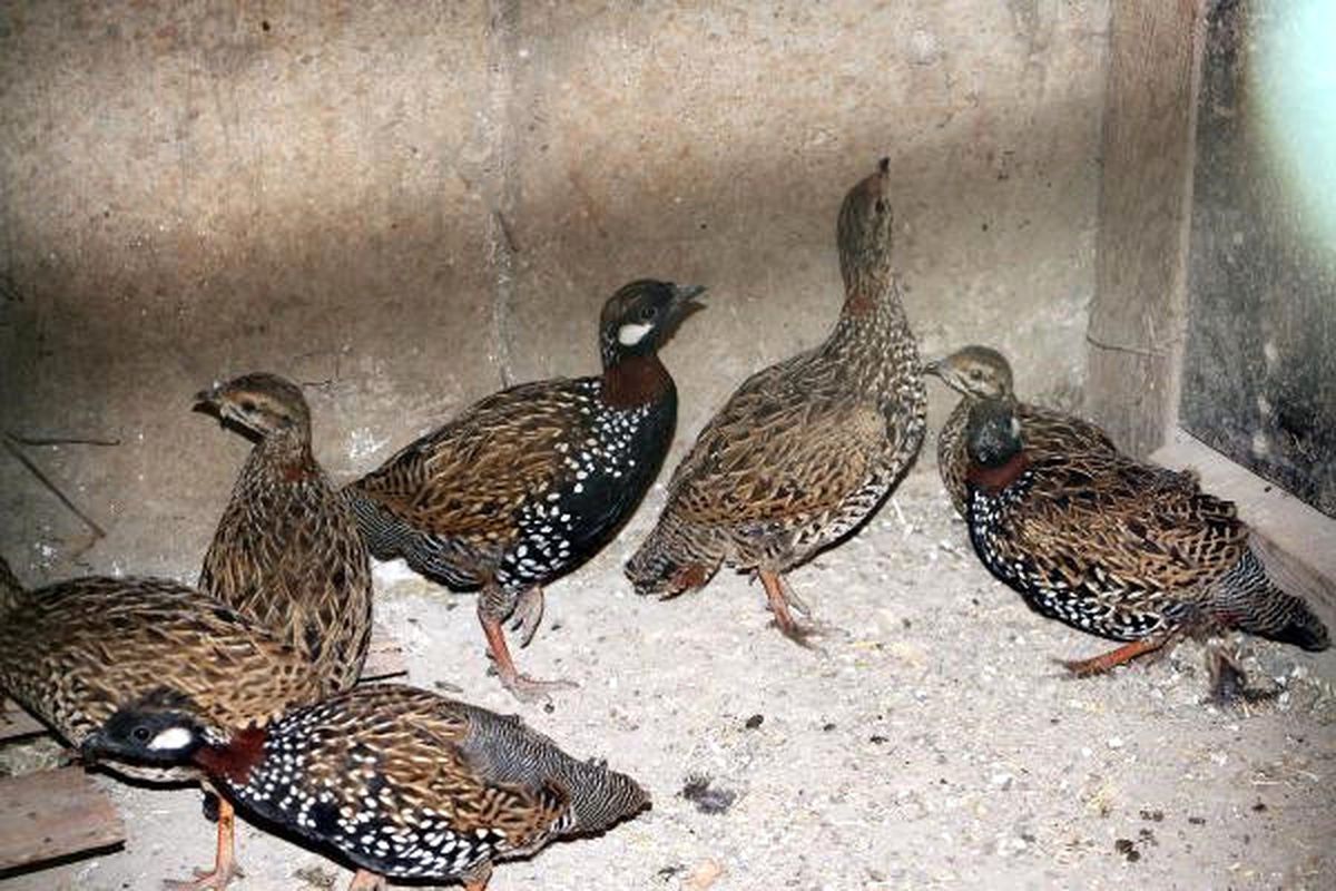 Şırnak\'ta Bir Evde, Koruma Altında Olan 14 Turaç Kuşu Bulundu