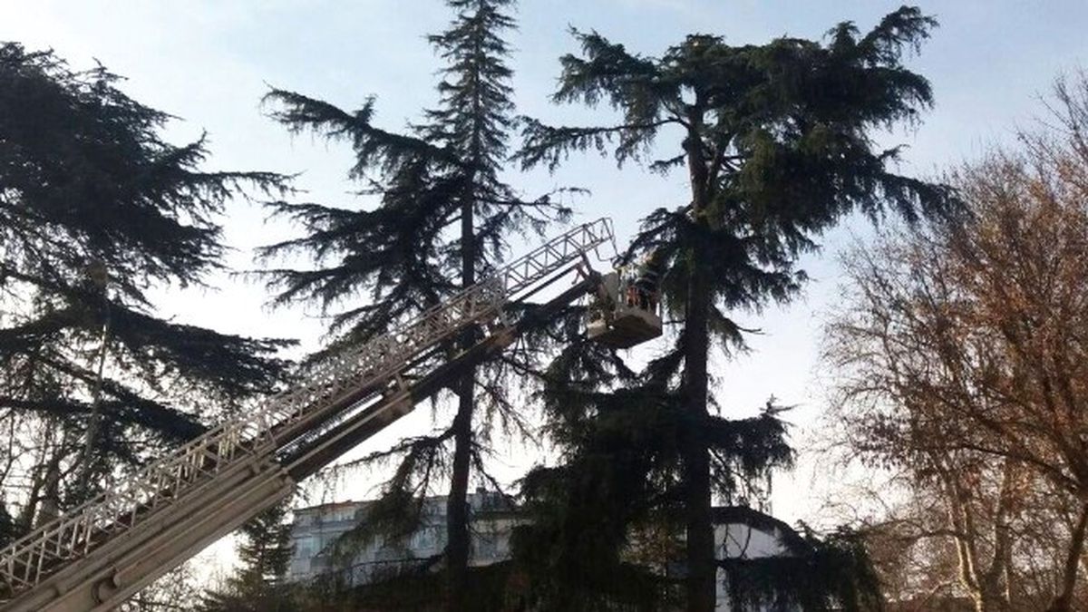 Trabzon\'da Kar Sonrası Zarar Gören Ağaçlar Budanıyor