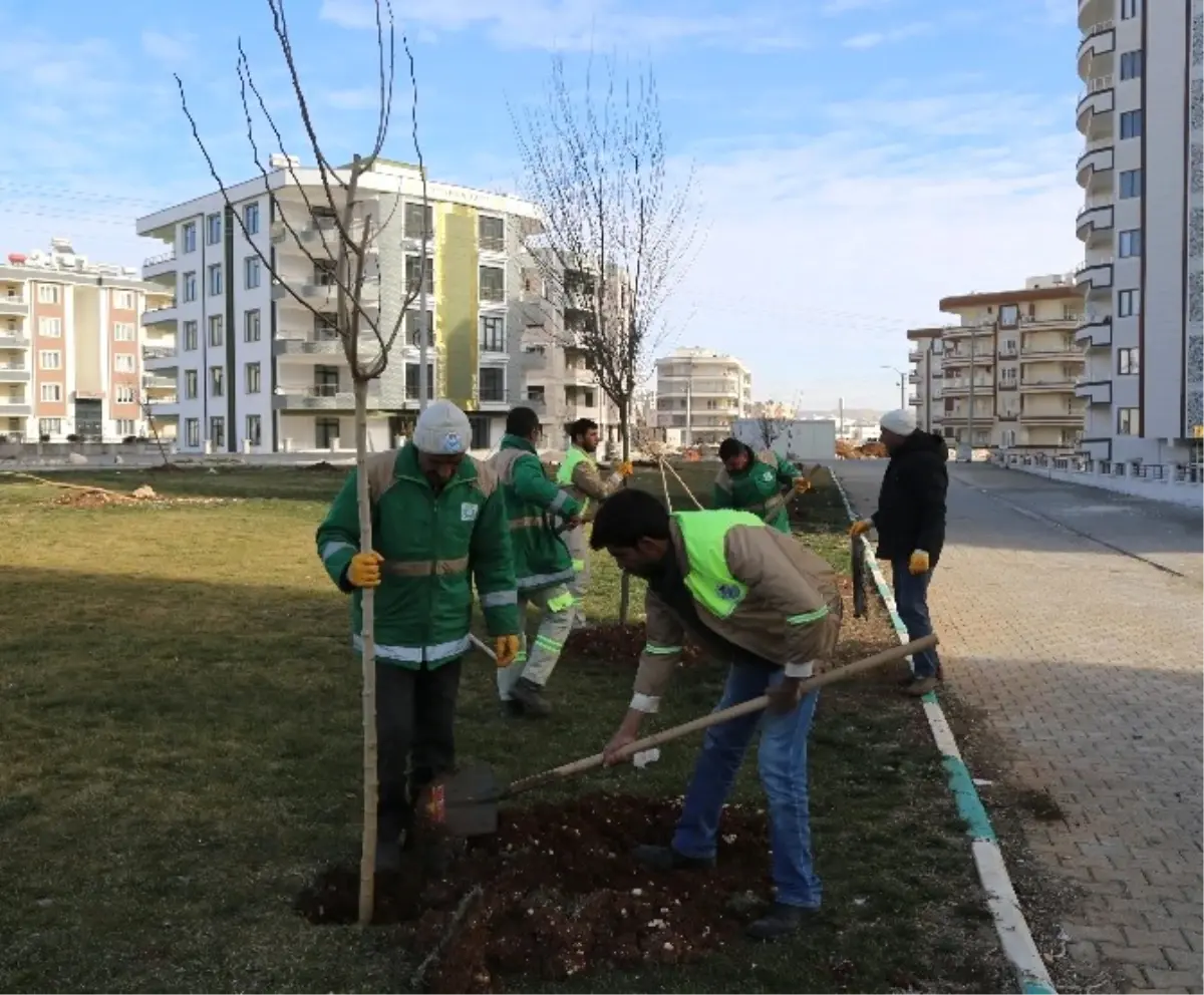 Haliliye\'de Yeşillendirme Çalışmaları Devam Ediyor