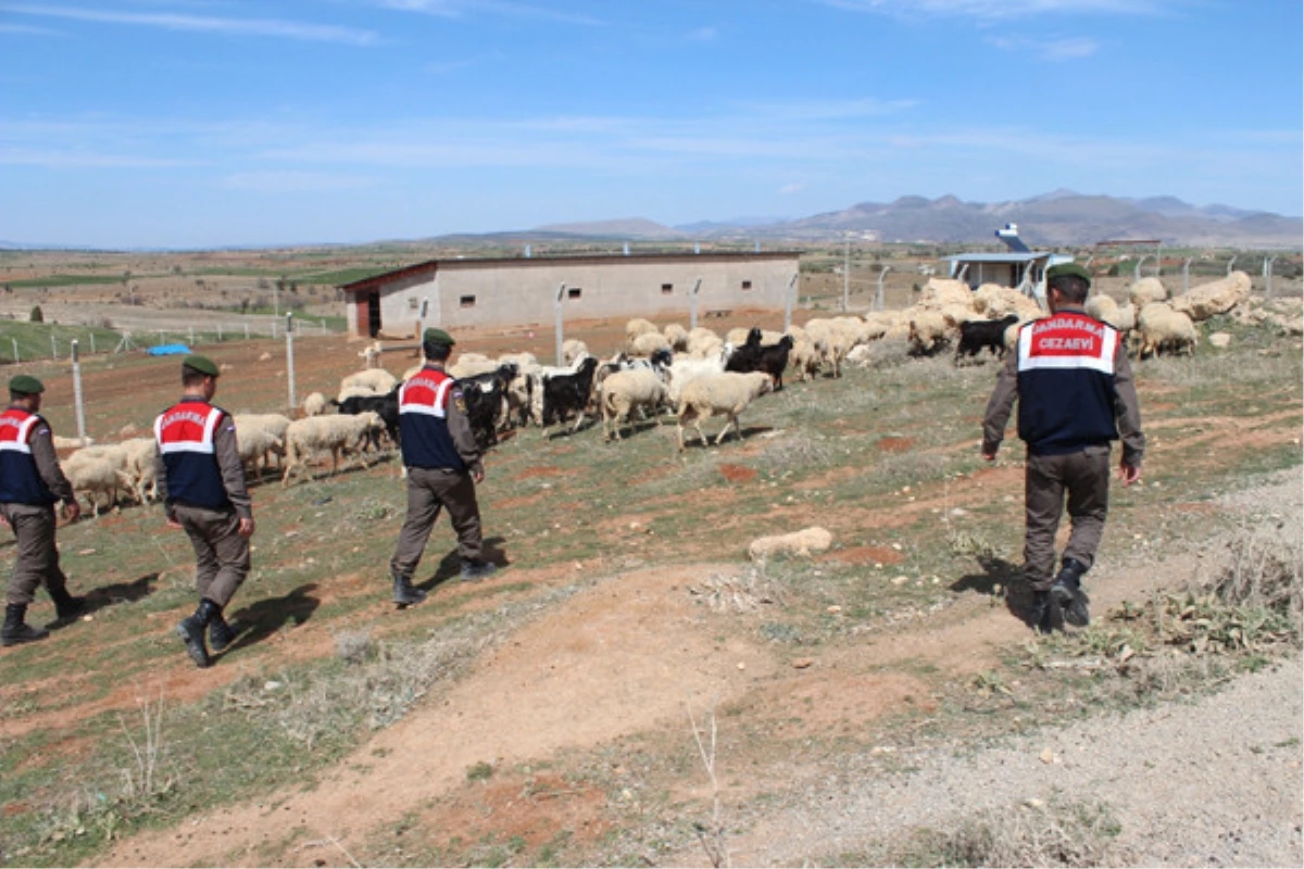 Kaybolan Koyun Sürüsünü Jandarma Buldu