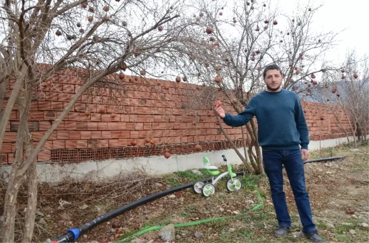 Nar Gözden Düşünce Kurda Kuşu Oluyor