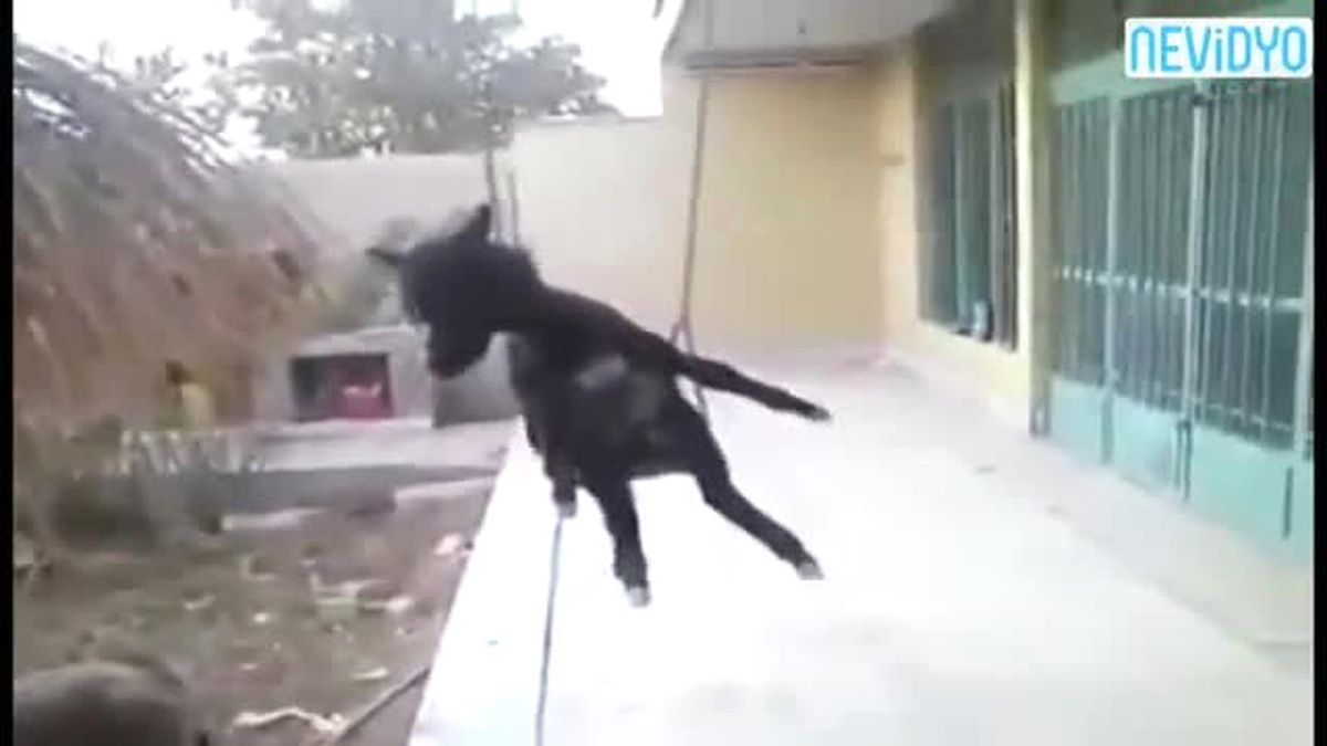 Salıncakta Bir Eşek!