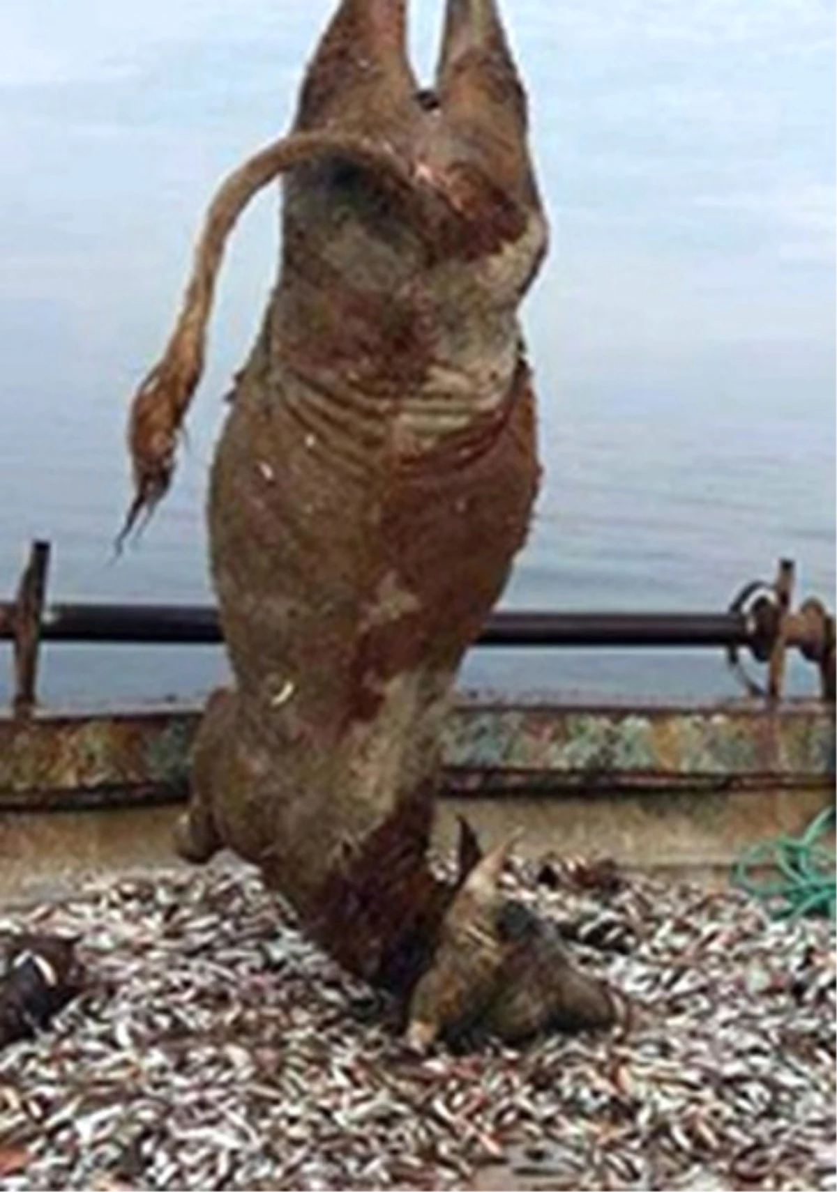 Balıkçıların Ağına Takılan 700 Kiloluk Dana Şaşırttı