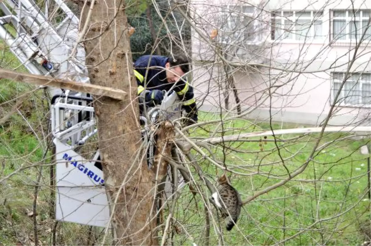 İtfaiyenin Kurtarmaya Çalıştığı Kedi Ağaçtan Atladı