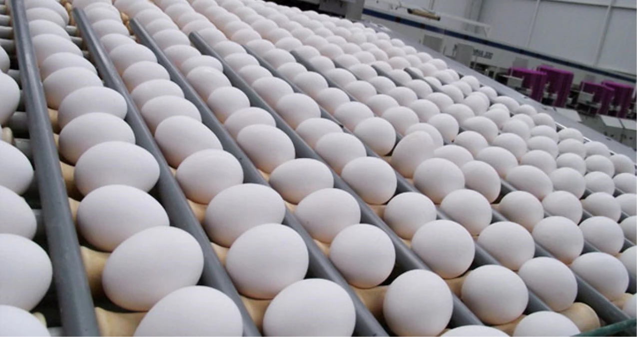 Yumurta Fiyatının Aylık Belirlenmesi İhracatçıyı Rahatlattı