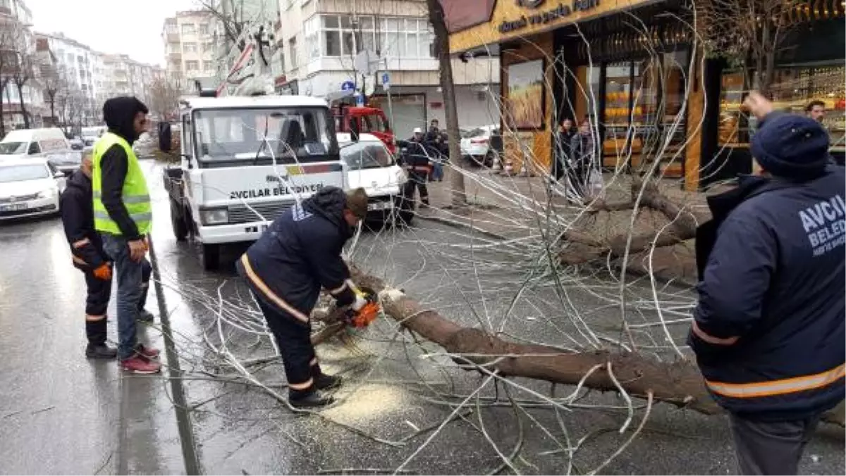 Avcılar\'da Meşrubat Kamyonu Ağacı Kökünden Söktü