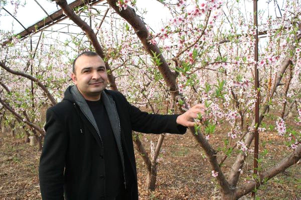 Nektarinler Çiçek Açtı