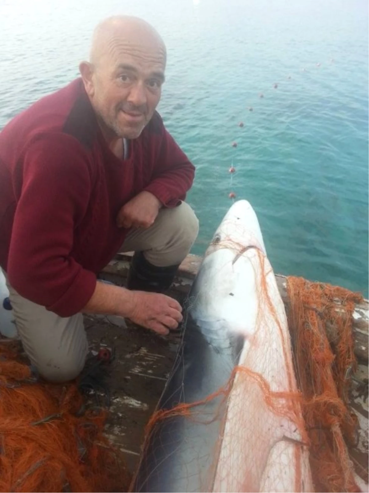 Bodrum\'da Balıkçıların Ağına Köpek Balığı Takıldı