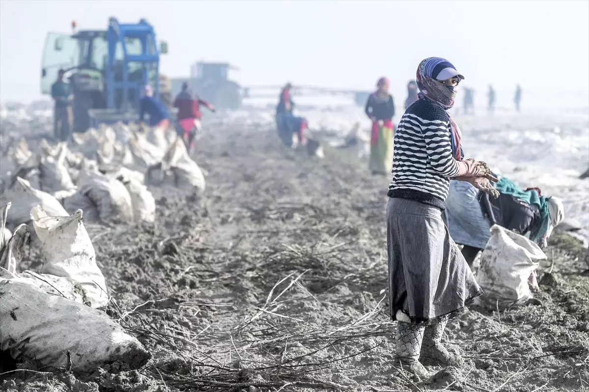 Kar Altından Sofralara Turuncu Lezzetin Çileli Yolculuğu