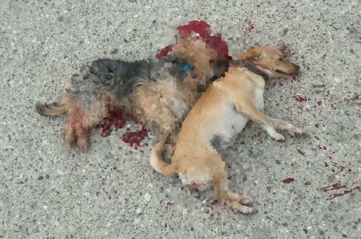 Kemer\'de İki Köpeğin \'Kasten Ezildiği\' İddiası