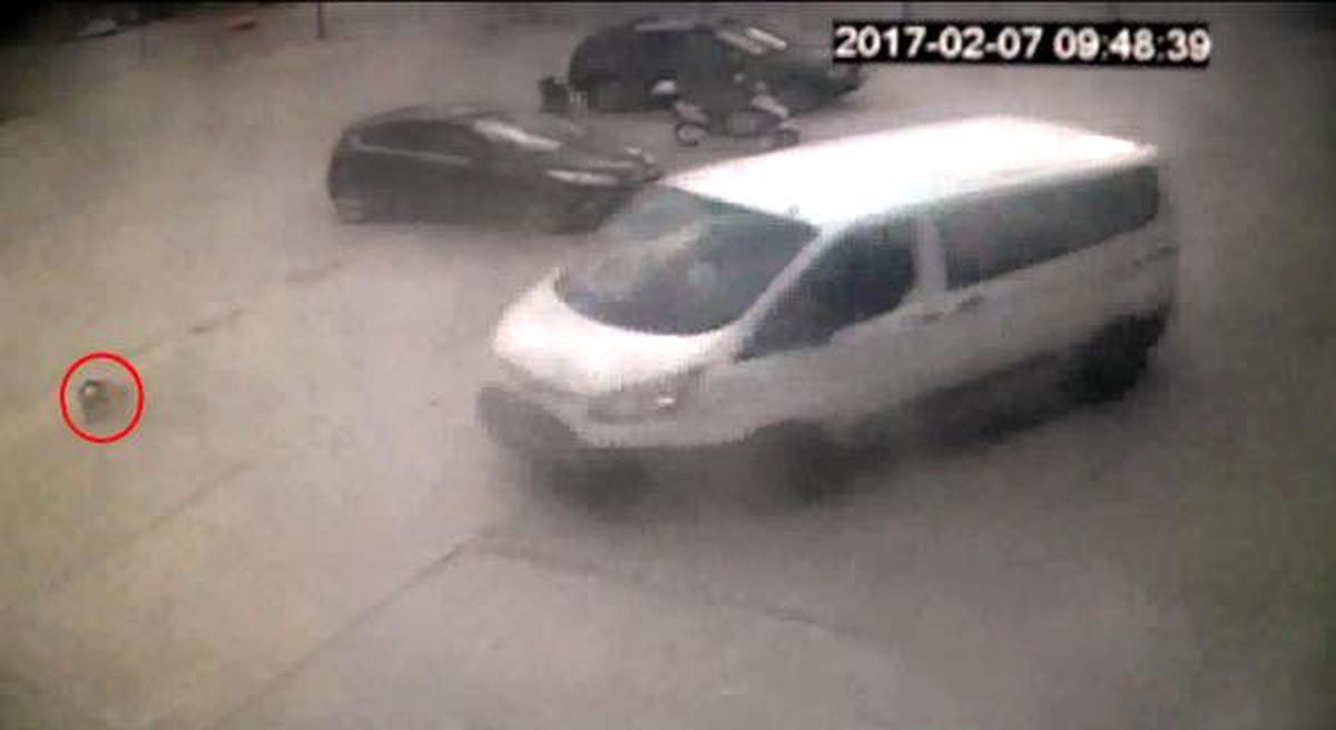 Minibüsün Ezdiği Köpeklerden Biri Öldü (2)