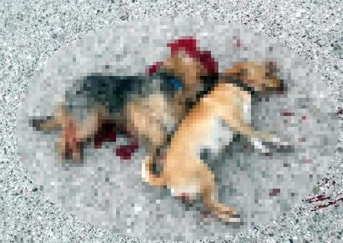 Minibüsün Ezdiği Köpeklerden Biri Öldü