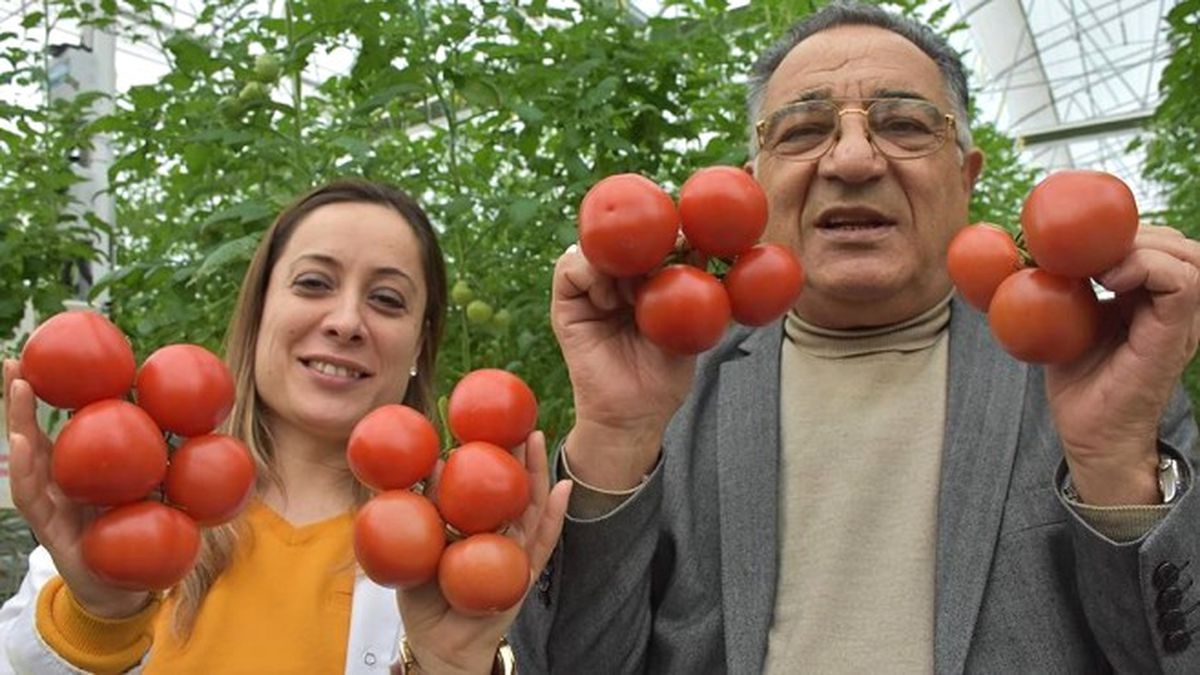 Topraksız Sera Kurdu