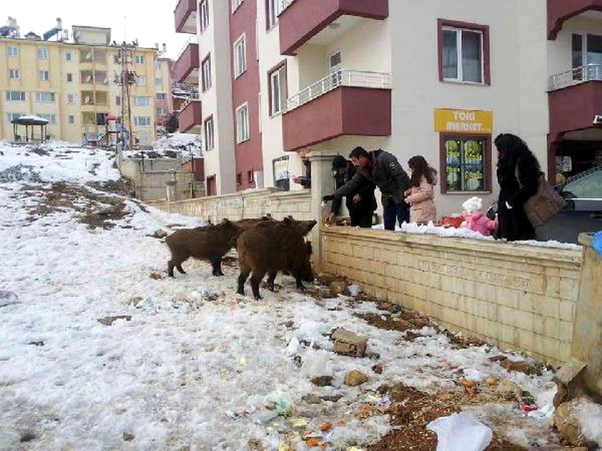 Tunceli\'de Mahalleye Inen Yaban Domuzlarını Besliyorlar