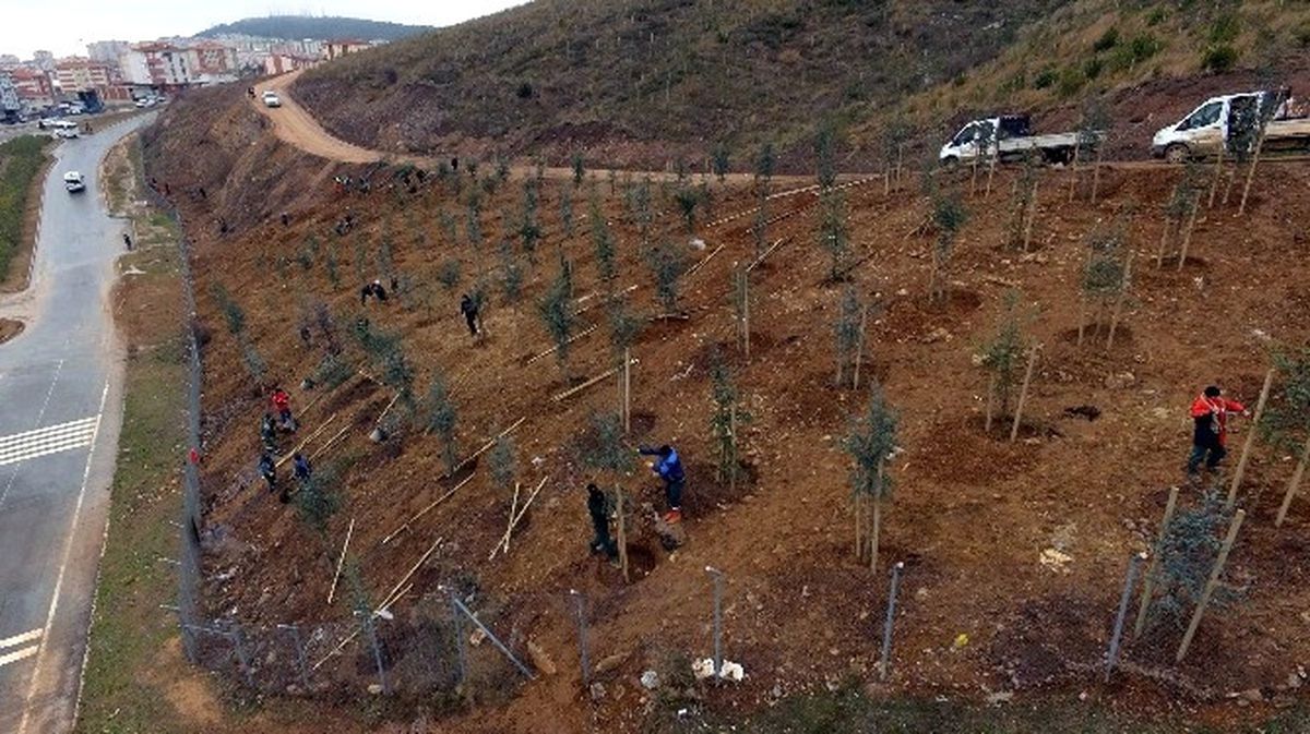 Gebze Beylikbağı\'na 250 Bin Adet Ağaç