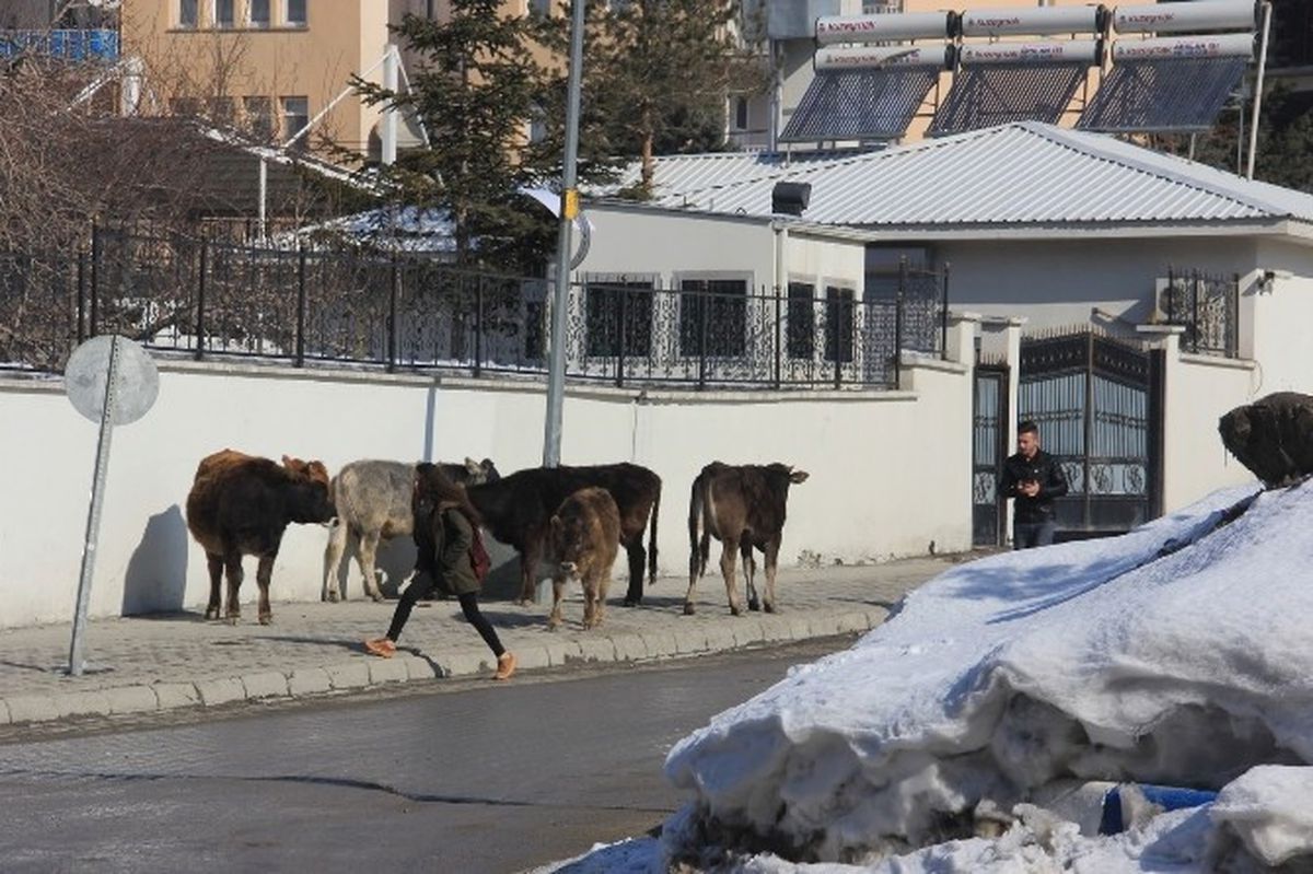 Vali Konağının Davetsiz Misafirleri