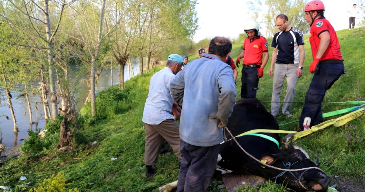 Dere Yatağına Düşen İnek 15 Saatte Kurtarıldı