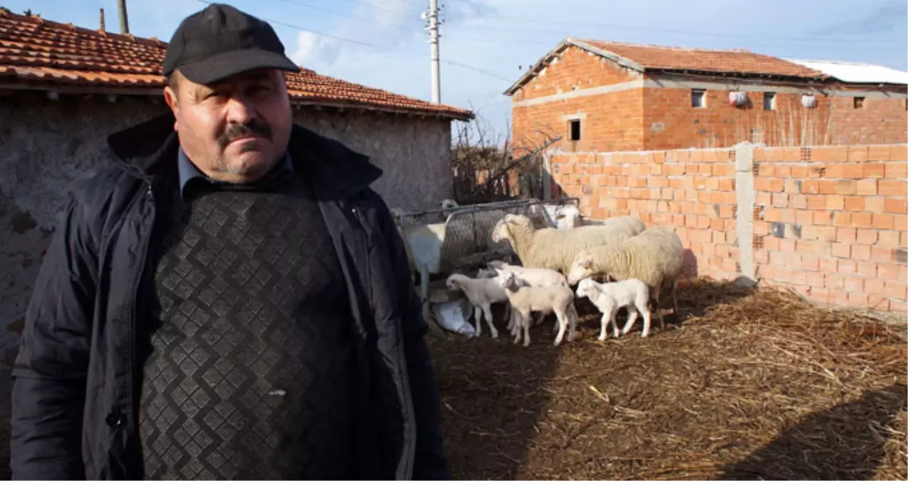 Dolandırıcılara Kanan Köylüler, Bine Yakın Küçükbaş Hayvanından Oldu