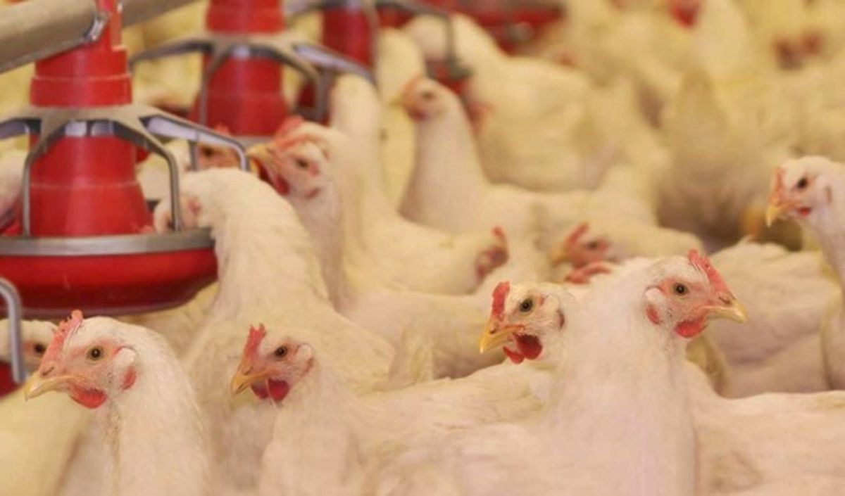 Kanatlı Sektöründe İhracat Geriledi