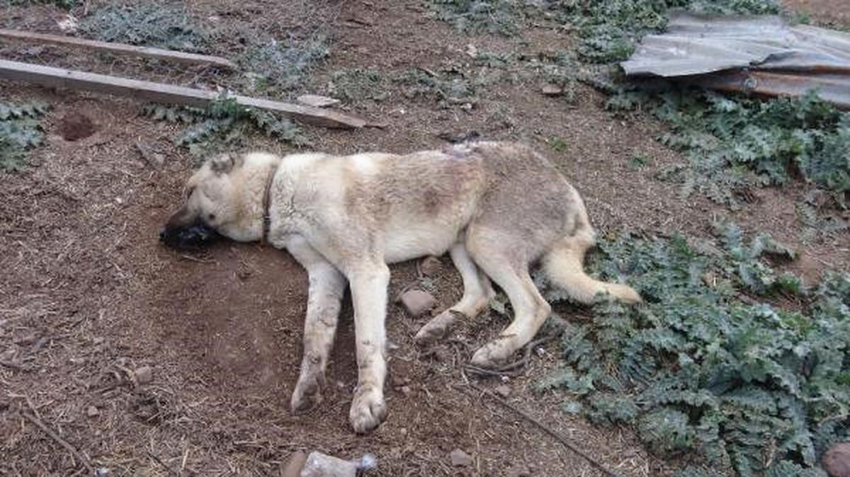 Köpeğini Vurduğunu İddia Ettiği Komşularından Şikayetçi Oldu