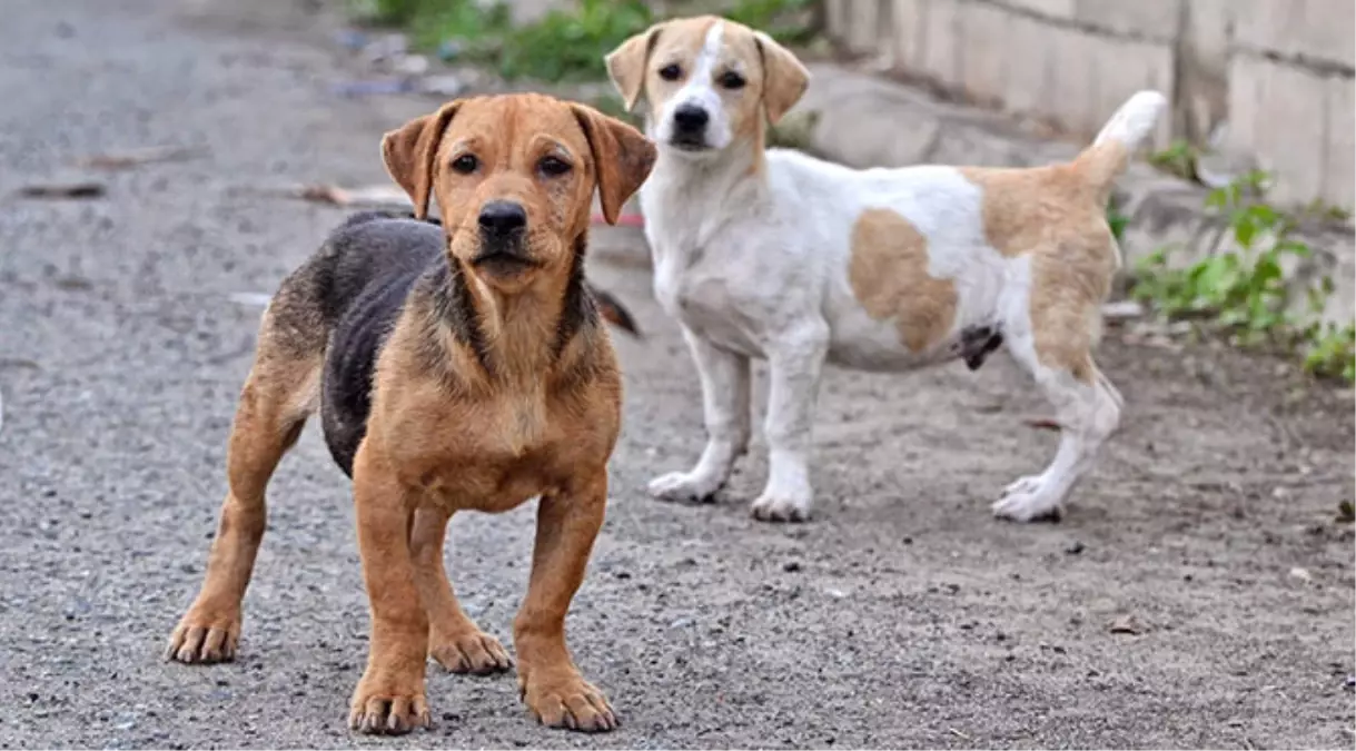 Köpekleri Sahiplendi, Evi Yenilendi