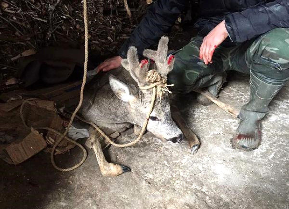 Köpeklerin Yaraladığı Karaca Tedaviye Alındı