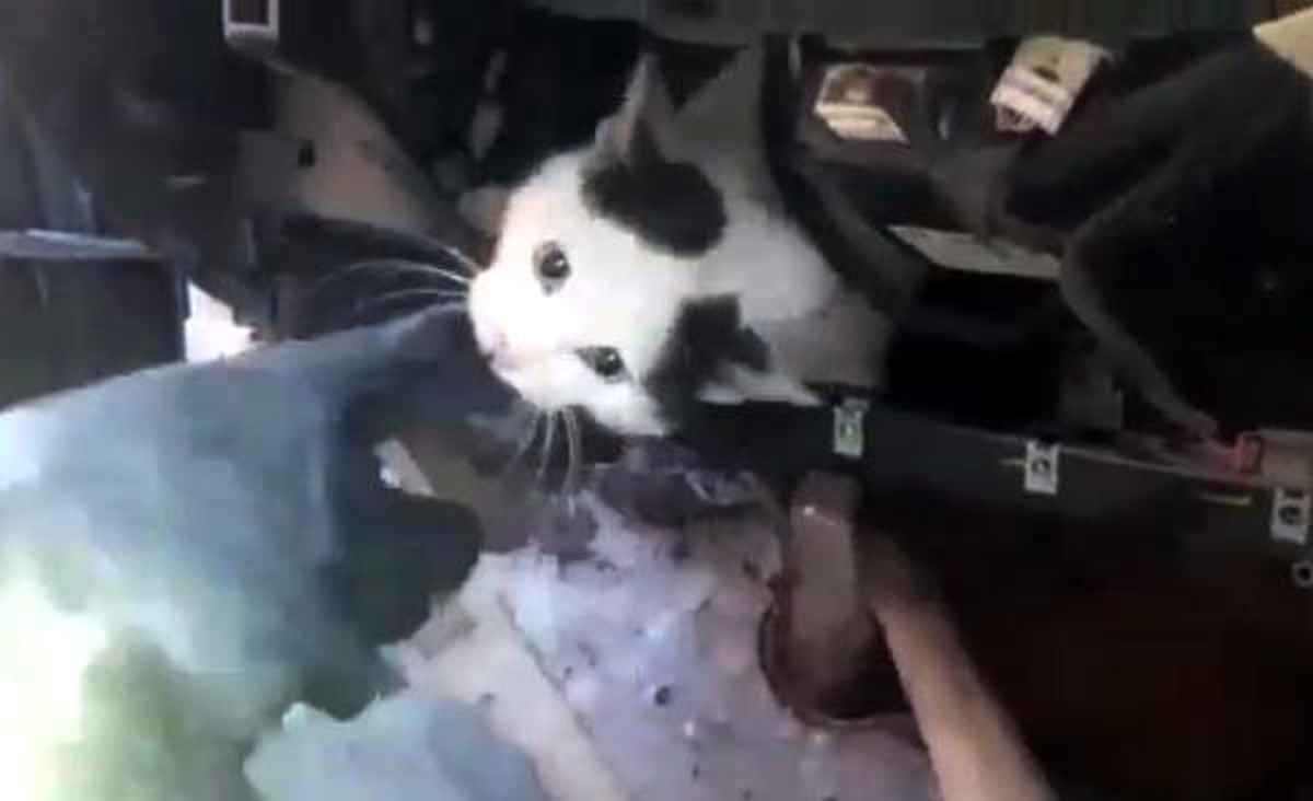 Köpekten Kaçan Kedi, Girdiği Otomobilde Sıkıştı