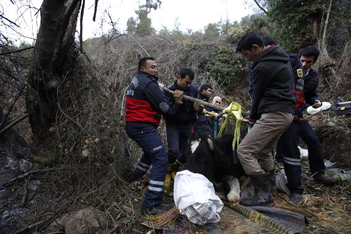 Mersin\'de 12 Saatlik İnek Kurtarma Operasyonu