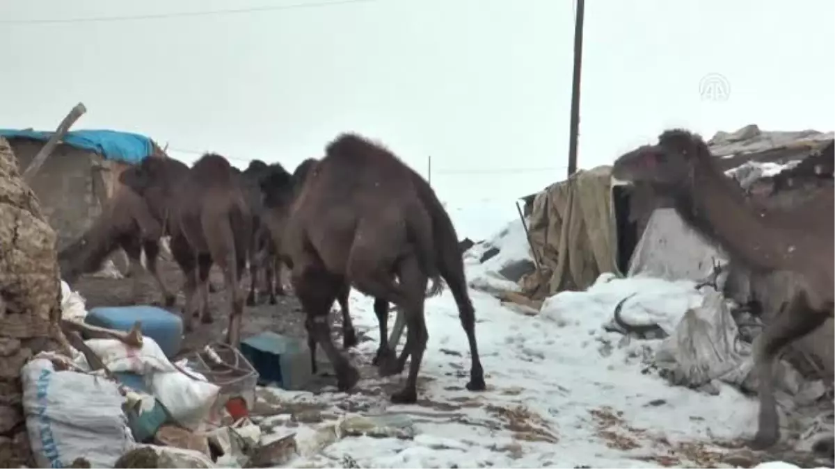 Suriye\'den Getirilen Develer Turist Gezdirecek