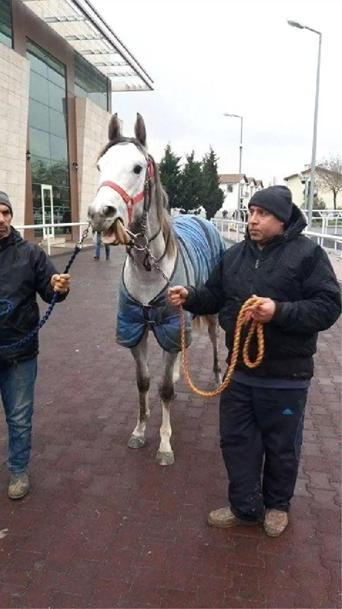 Ünlü Jokey\'den Katarlı İşkadınına 2 Yaşında İngiliz Tayı