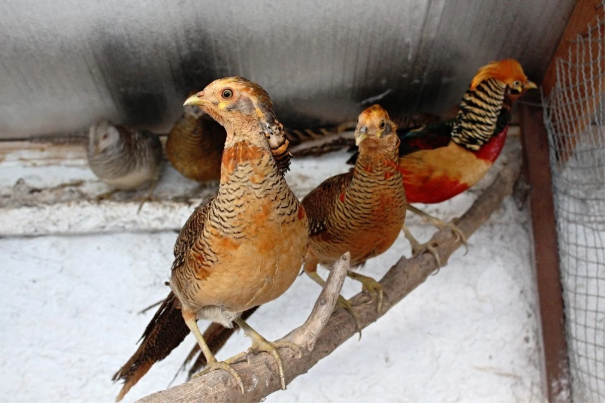Evinin Bahçesinde Beslediği Kuşlarını Gören Hayran Kalıyor