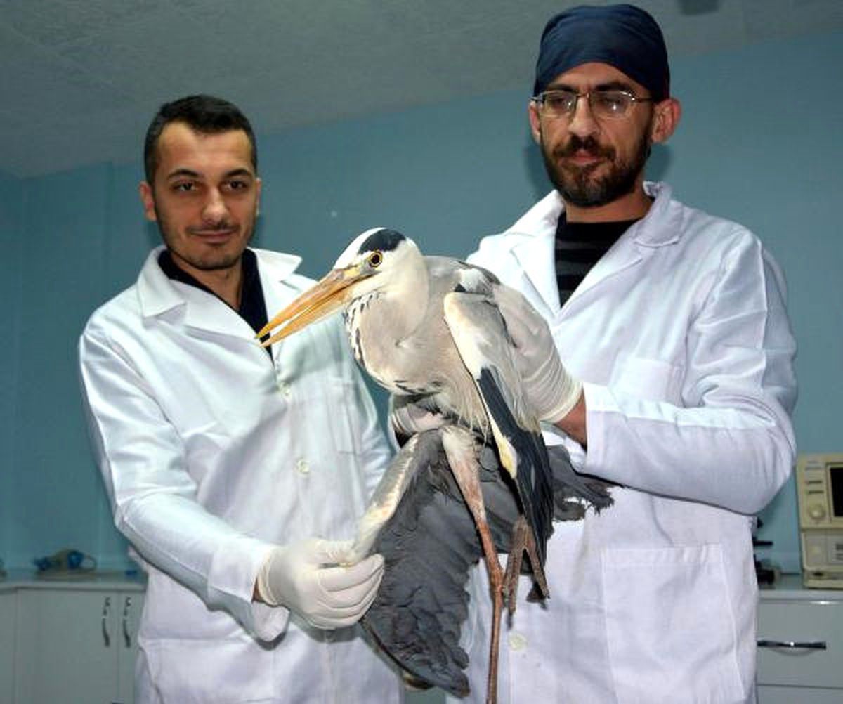 Karabük\'te Yaralı Şahin ve Balıkçıl Tedaviye Alındı